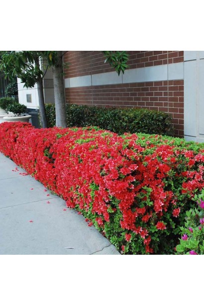 Азалія Анкор Отм Фаєр у ланшафті